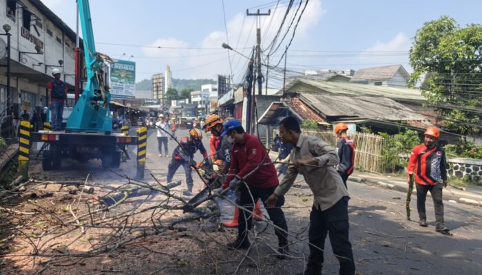 BPBD Kabupaten Sukabumi Tebang Pohon Mahoni Tua di Jalur Nasional