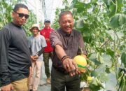 Petik Melon Premium Agrowisata SAM FARM Sukabumi