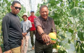Petik Melon Premium Agrowisata SAM FARM Sukabumi