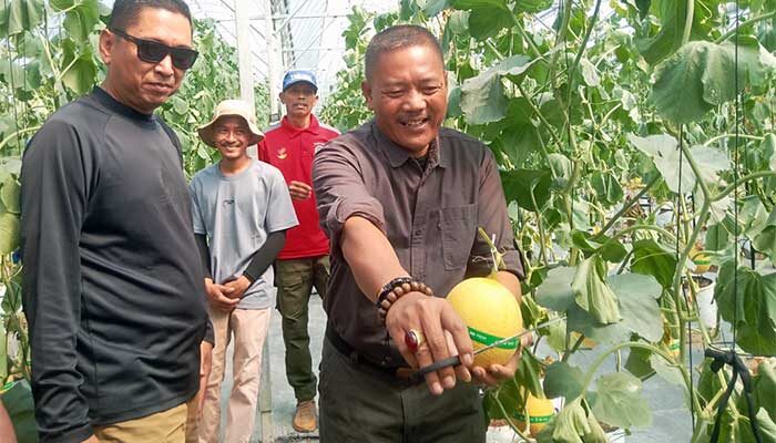 Petik Melon Premium Agrowisata SAM FARM Sukabumi, Jadi Magnet Baru di Cisolok 