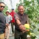 Petik Melon Premium Agrowisata SAM FARM Sukabumi
