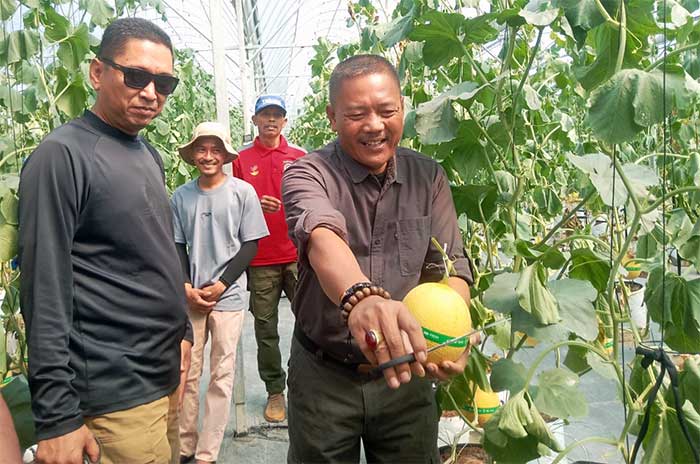 Petik Melon Premium Agrowisata SAM FARM Sukabumi